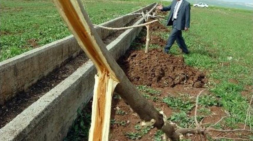 33 Adet Meyve Ağacı Kesildi