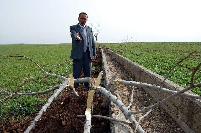 33 Adet Meyve Ağacı Kesildi