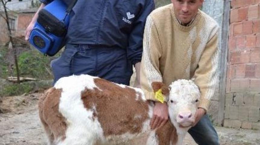 Kuyruksuz Buzagı G&ouml;renleri Şaşırtıyor