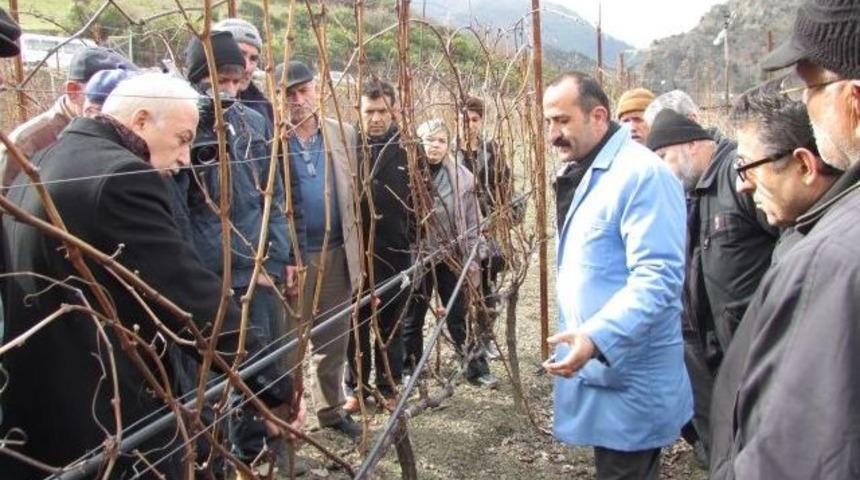 Tarım M&uuml;d&uuml;rl&uuml;ğ&uuml;nden Bağda Budama Eğitimi