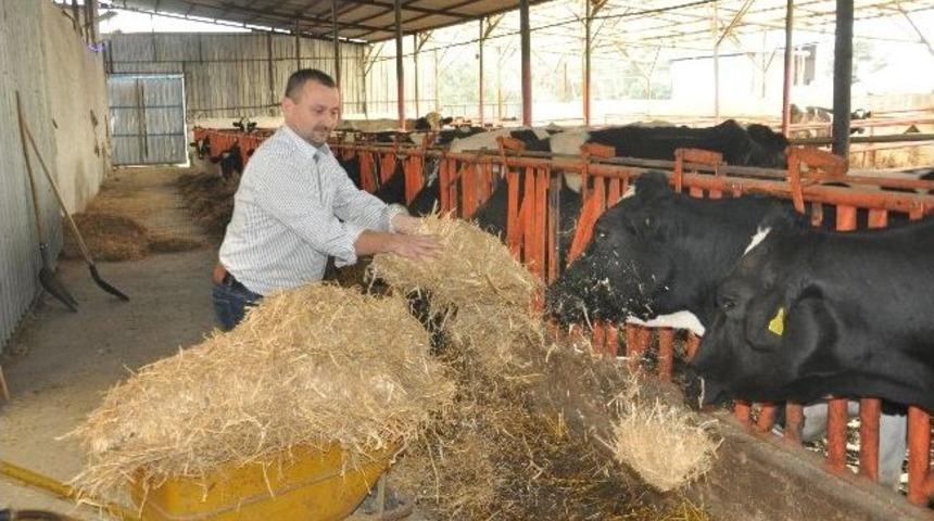 İthal Samanlar Soma'ya Geldi