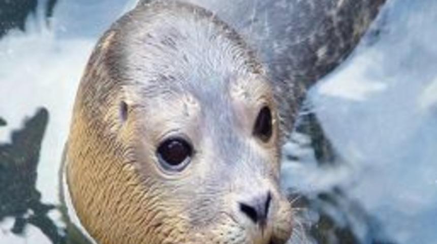 &Ccedil;evre Ve Şehircilik Bakanlığı: Akdeniz Foku Tehlike Altında