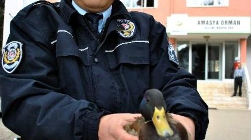 Yaralı &Ouml;rdeğe Polis Şefkati