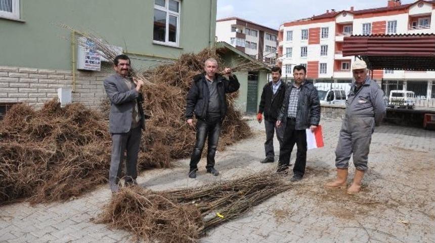Sorgun&rsquo;da 12 Bin Adet Fidan Dağıtıldı