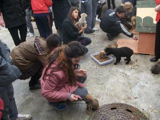 Öğrencilerden Hayvan Bakım Evine Ziyaret