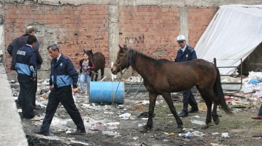 Zabıtadan At Operasyonu