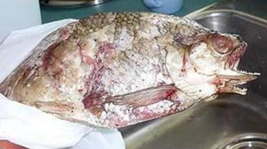 İki kafalı canlılar