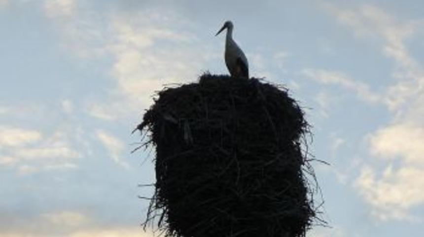 Boğazlıyan&rsquo;da R&uuml;zgar Leyleklerin Yuvasını Yıktı