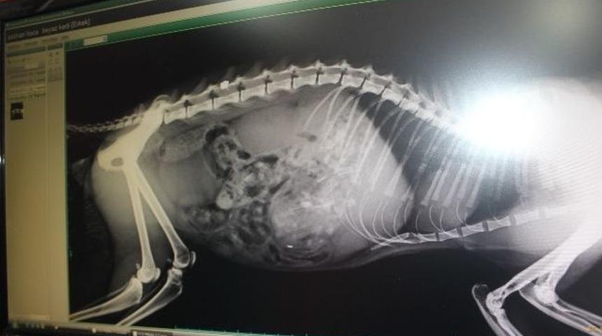 Sokak Kedisi Magandaların Hedefi Oldu