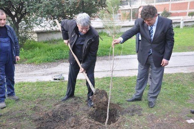 Soma'da Santral Fidanlarla Yeşerecek