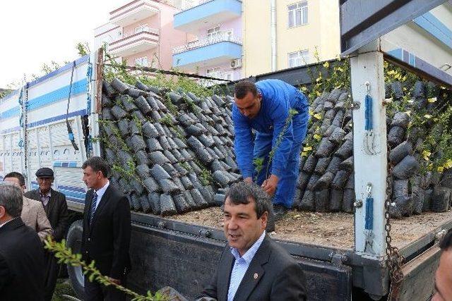 Mut&rsquo;ta &Ccedil;ift&ccedil;ilere 10 Bin Badem Fidanı Dağıtıldı 1