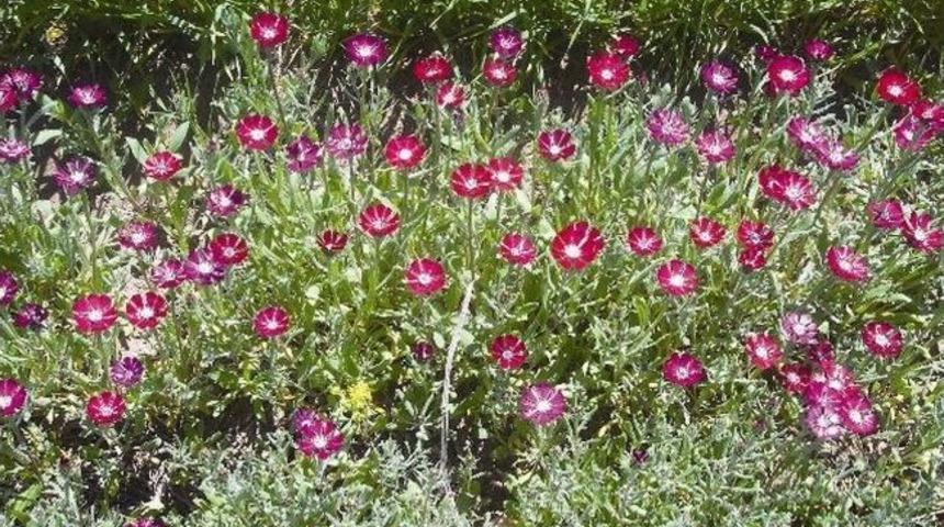 G&ouml;lbaşı'nda 494 Bitki T&uuml;r&uuml;, 12 S&uuml;r&uuml;ngen T&uuml;r&uuml;, 83 Kuş T&uuml;r&uuml; Ve 25 Memeli T&uuml;r&uuml; Tespit Edildi