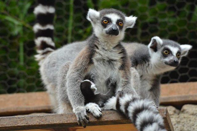 Lemurlar İzmir’i Çok Sevdi