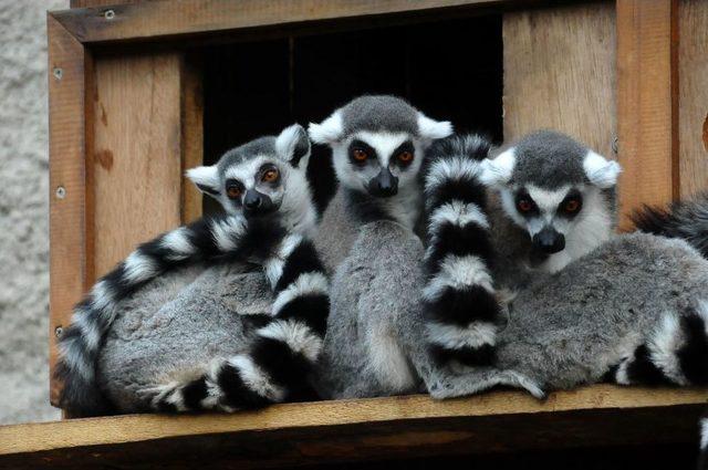 Lemurlar İzmir’i Çok Sevdi