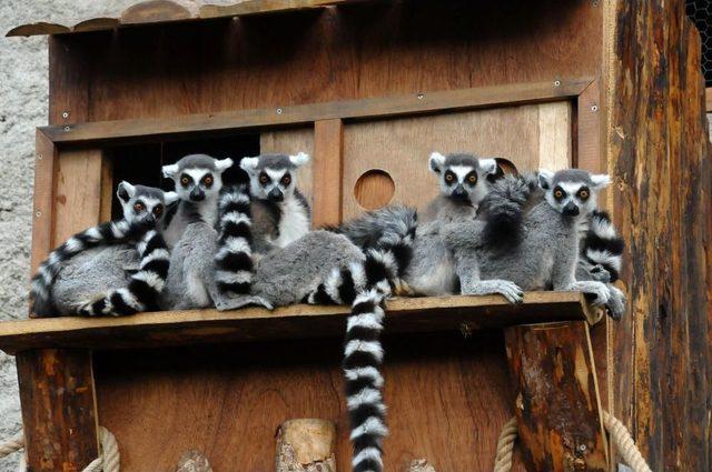 Lemurlar İzmir’i Çok Sevdi