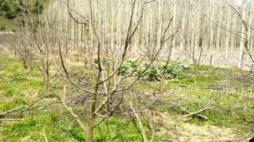 K&ouml;y Halkına &Ouml;rnek Olması İ&ccedil;in Elma Bah&ccedil;esinde Budama Yapıldı