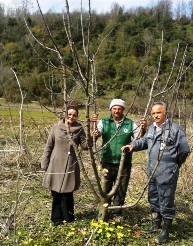 Köy Halkına Örnek Olması İçin Elma Bahçesinde Budama Yapıldı