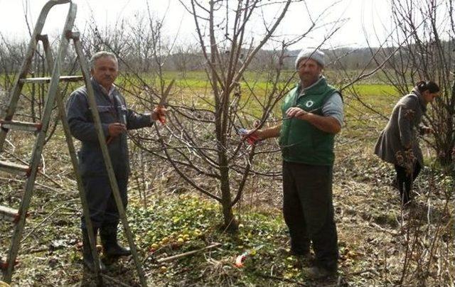 Köy Halkına Örnek Olması İçin Elma Bahçesinde Budama Yapıldı