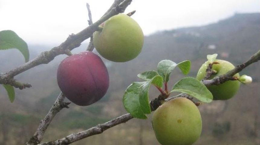 Giresun'da Şubat Ayında &Ccedil;i&ccedil;ek A&ccedil;an Erik, Mart Ayında Meyve Verdi