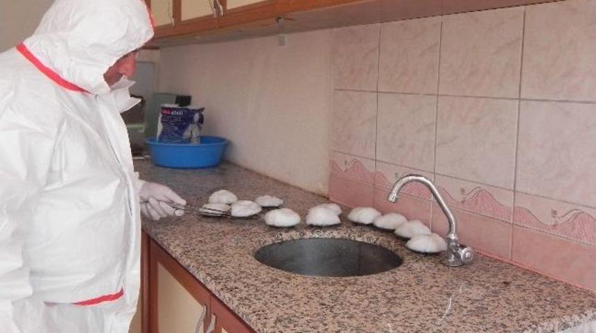 Terminatör Böcekler Doğaya Bırakılıyor