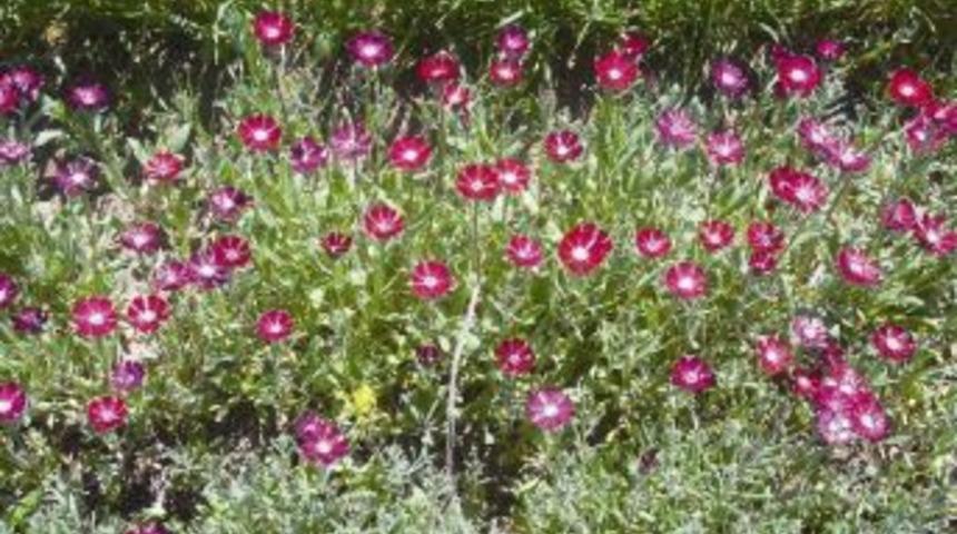 ‘Sevgi Çiçeği’ Gölbaşı’nda Açtı