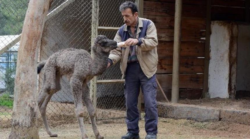 Hayvanat Bah&ccedil;esinin Yeni Konukları