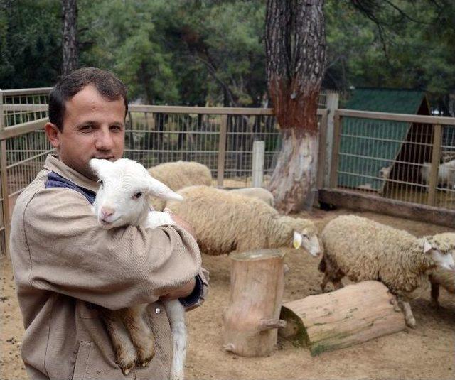 Hayvanat Bahçesinin Yeni Konukları