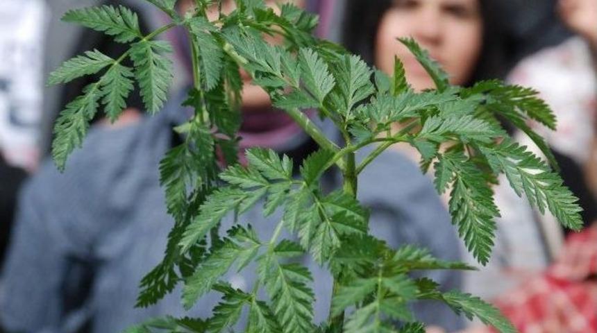 &lsquo;baldıran&rsquo;, D&uuml;nyanın En Zehirli Bitkilerinden