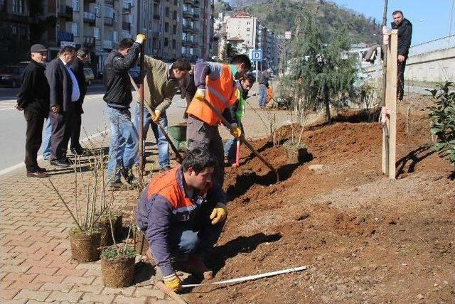 Giresun Belediyesi’nden Bahar Bakımı