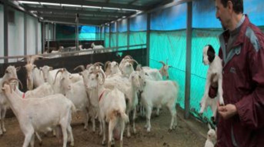 Emekli Oldu, Yeni Hedefi Ke&ccedil;i &Ccedil;iftliğinde G&uuml;nde 600 Litre S&uuml;t &Uuml;retimi