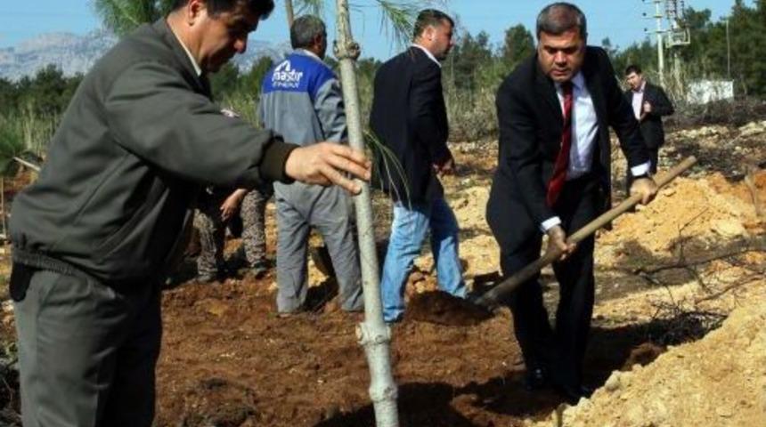 ASAT, Ge&ccedil;en Yıl K&uuml;l Olan 90 D&ouml;n&uuml;m Alana 13 Bin Fidan Dikiyor