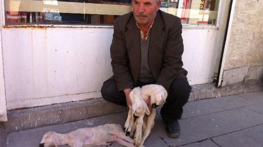 Yozgat&rsquo;ta Doğan Kuzular 24 Saat İ&ccedil;inde &Ouml;l&uuml;yor