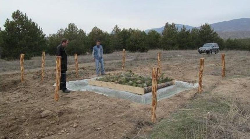Tosya&rsquo;da &Ccedil;am Kese B&ouml;ceğine Savaş A&ccedil;ıldı