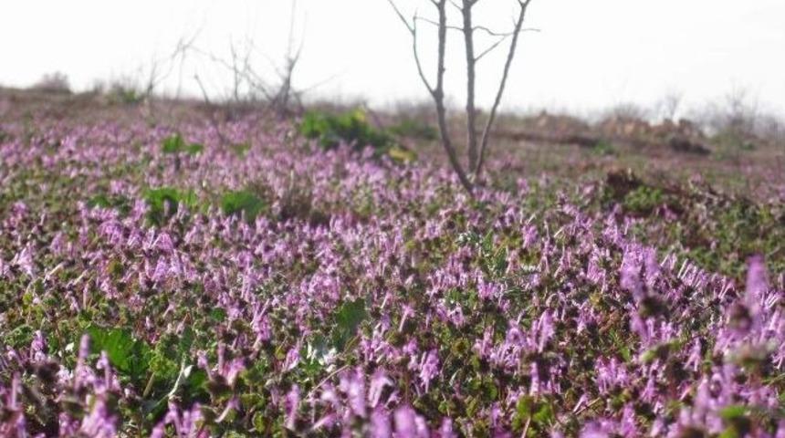 Araban Ovası &Ccedil;i&ccedil;eklerle Bezendi