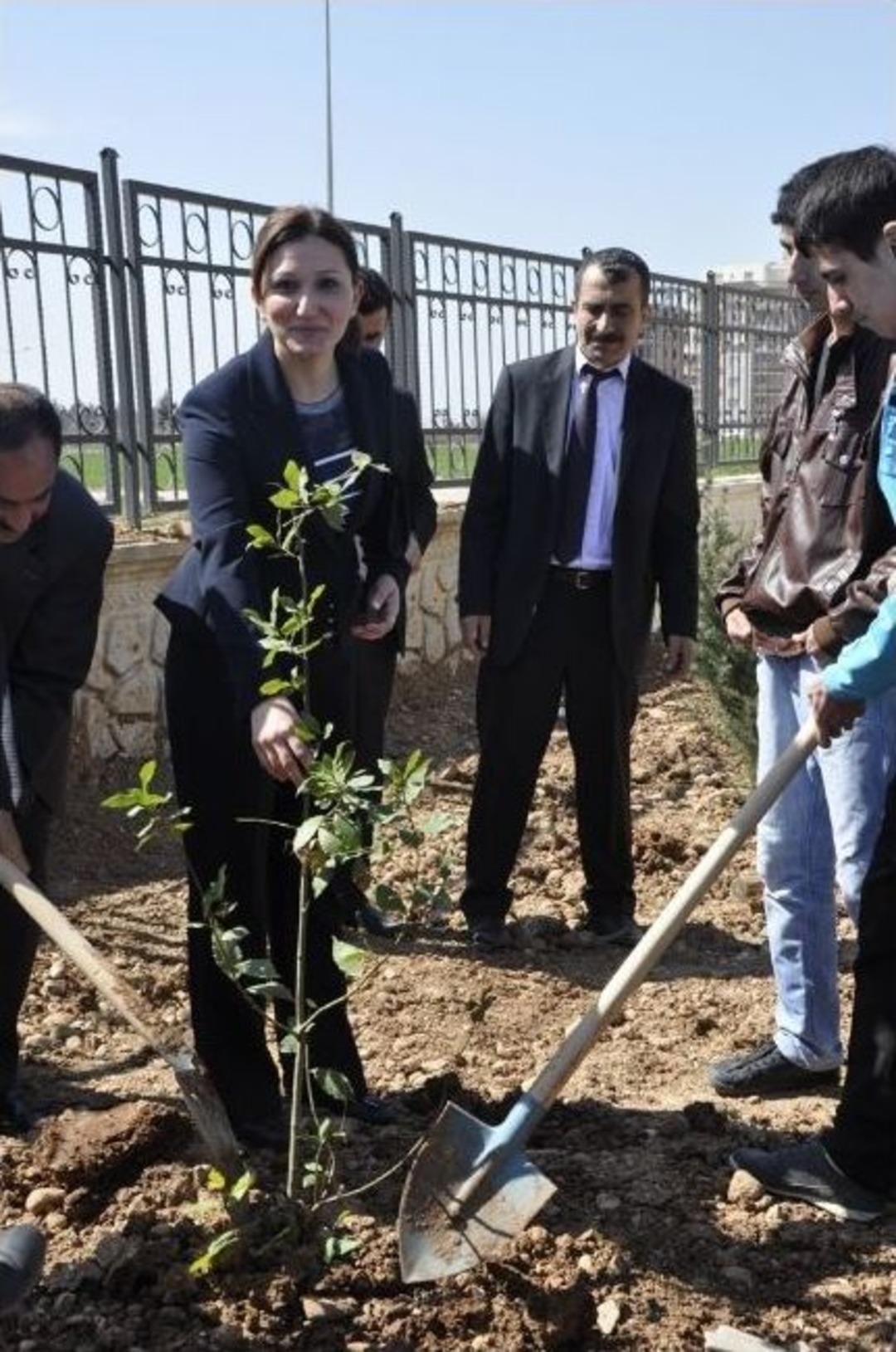Okul Bahçesine Ağaç Dikildi