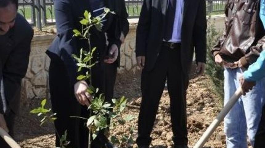 Okul Bah&ccedil;esine Ağa&ccedil; Dikildi