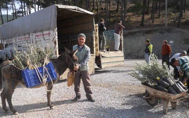 Dalaman’da 4 Bin Adet Zeytin Fidanı Toprakla Buluşyor