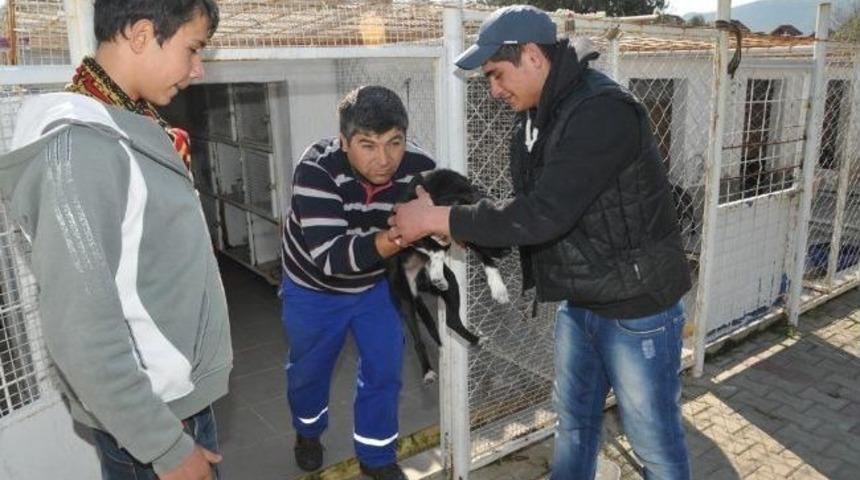 Hastane Gibi Hayvan Bakımevi