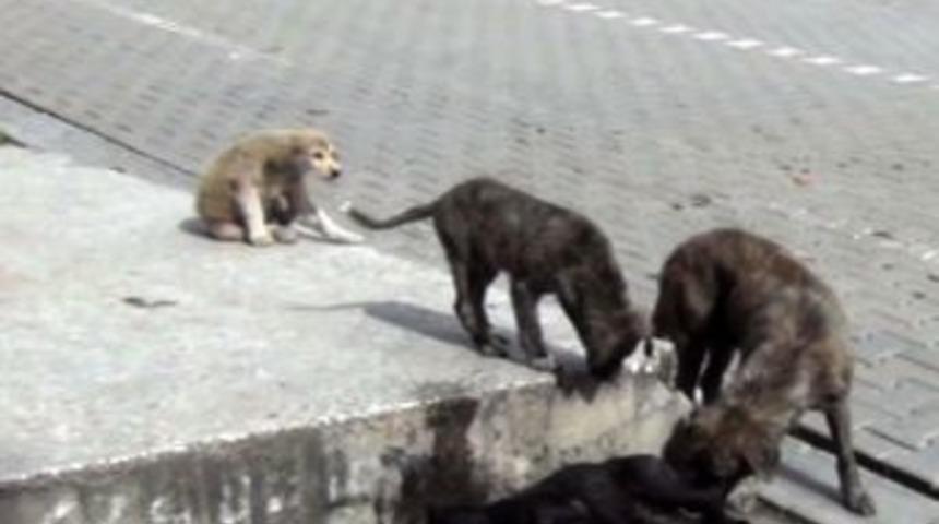 Kazada &Ouml;len Yavru K&ouml;peğin Annesi Başında Bekledi