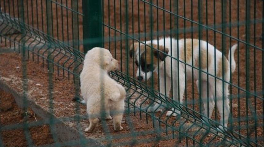 Sakarya&rsquo;da Hayvan Satışına Sıkı Takip