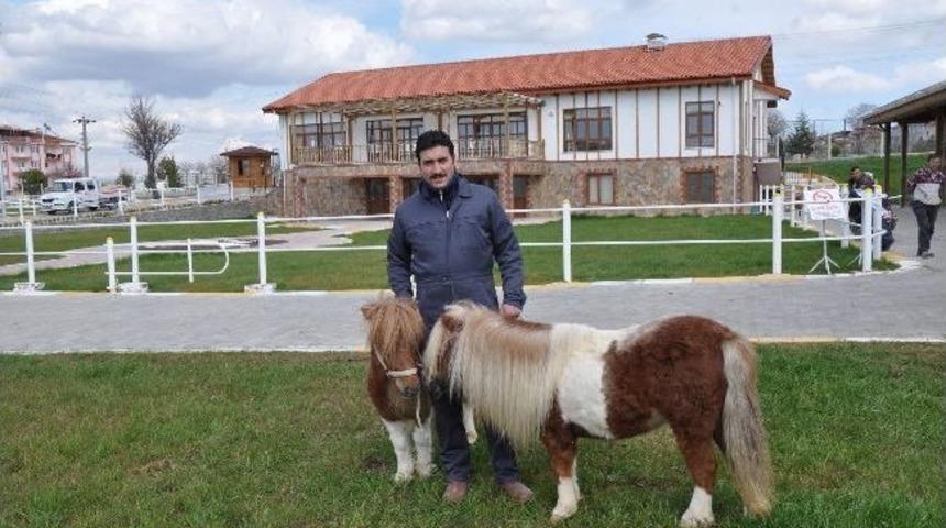 Belediye Atlı Rehabilitasyon Ve Spor Merkezini Geliştiriyor