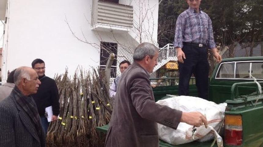 Pazarlar&rsquo;da &Uuml;cretsiz Ceviz Fidanı Dağıtıldı
