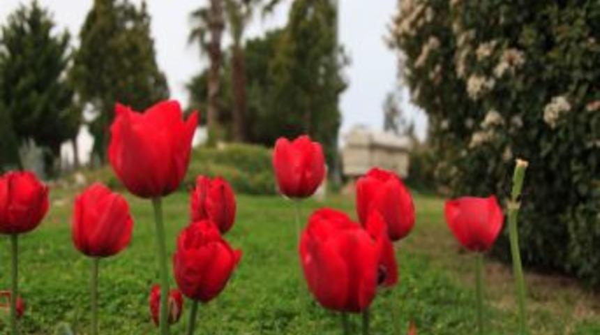 Side'de Laleler Turizm Beldesini Renklendirdi