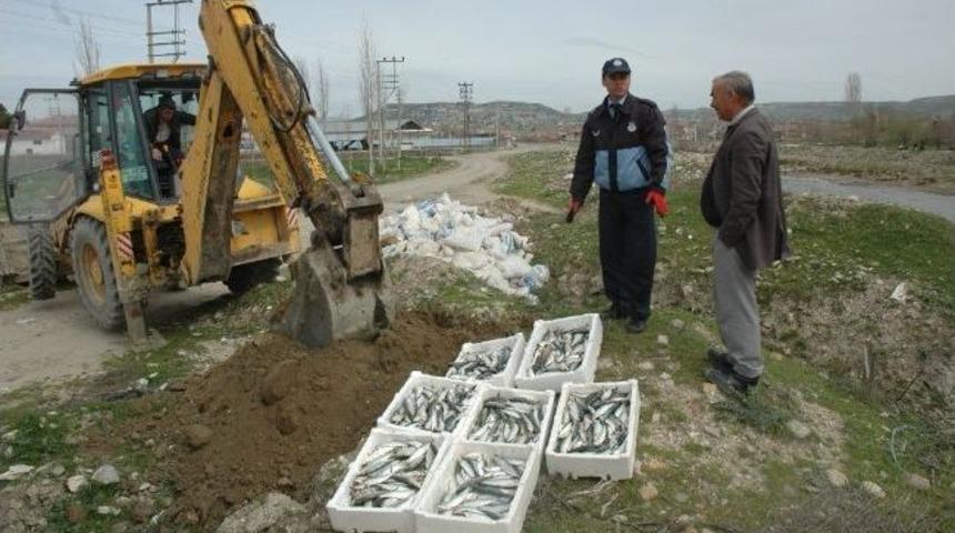 Selendi'de Zabıtadan Balık Denetimi