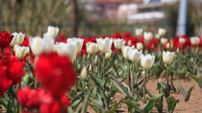 Turistik Side Beldesi Rengarenk Lalelerle Bezendi