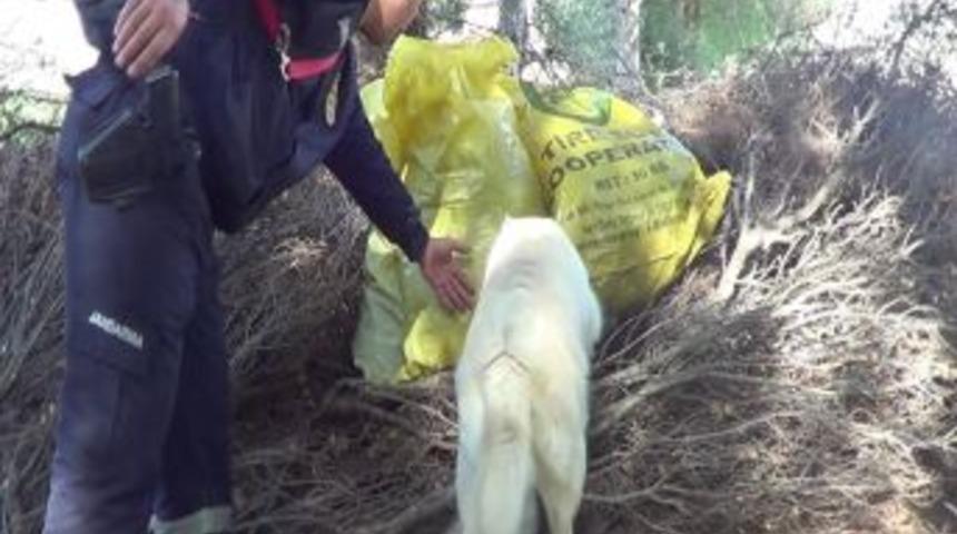 Bah&ccedil;e Sınırını Belirleyen &Ccedil;alıların Altında Esrar Bulundu