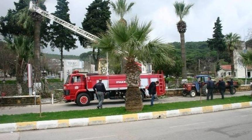 Ayvalık&rsquo;a Ağa&ccedil;lar Budanıyor