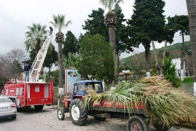 Ayvalık’a Ağaçlar Budanıyor