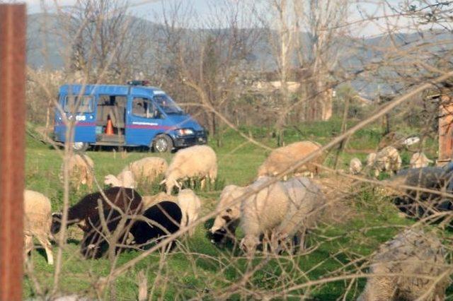 Ödemiş'te Koyun Kavgası: 3 Yaralı