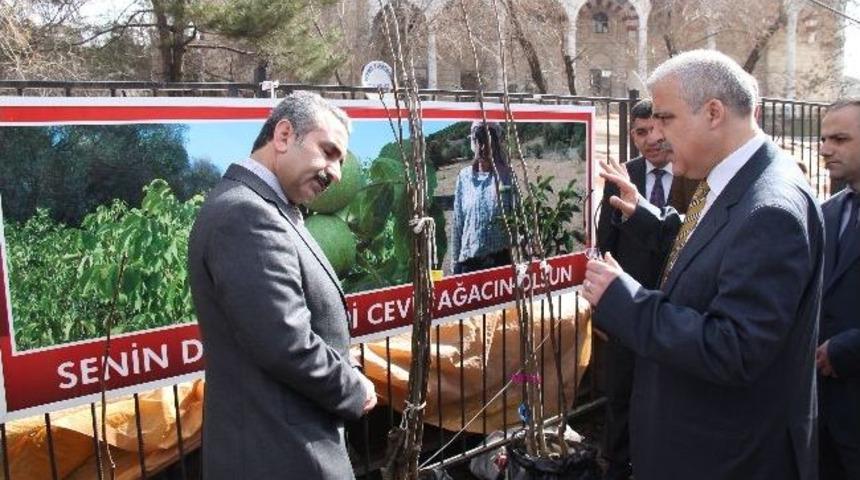 Bing&ouml;l&rsquo;de Ceviz Standı A&ccedil;ıldı